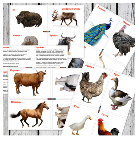 Карточки Домашние животные - Mama-print (2017)_0.png